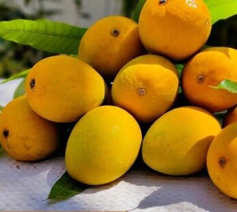 Ratnagiri alphonso mango & Devgad alphonso mango