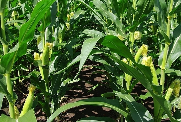 canned-baby-corn