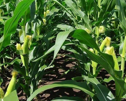 canned-baby-corn