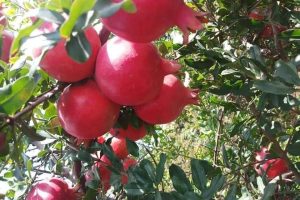IMG-20240222-WA0173